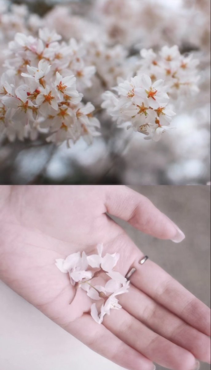 めあり tweet media