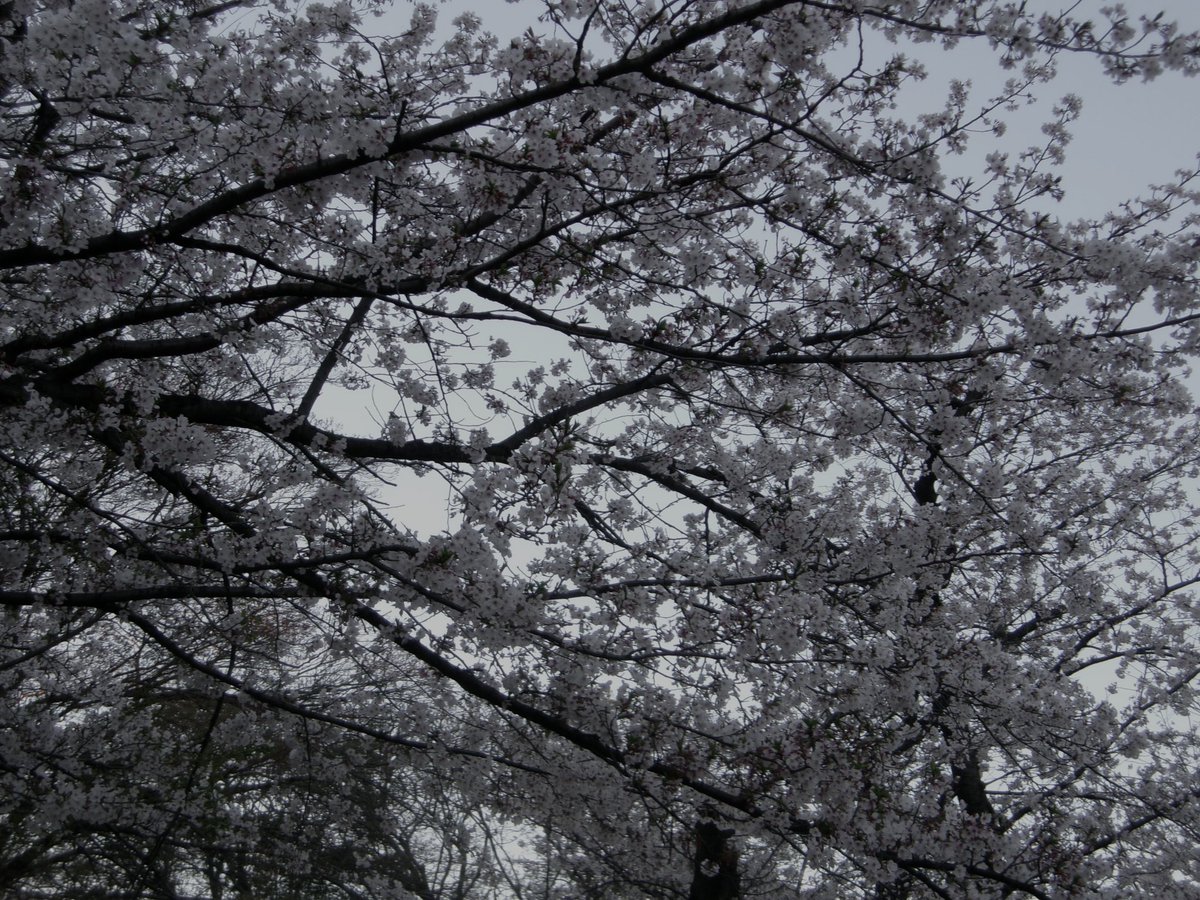 山崎雄希 tweet media