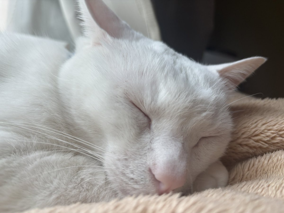 たたみ@猫、介護愚痴垢 tweet media