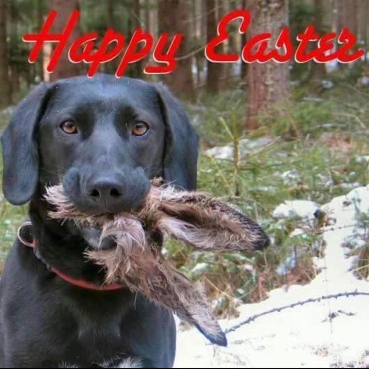 Debra Emeraldgal 🦊🐾 tweet media