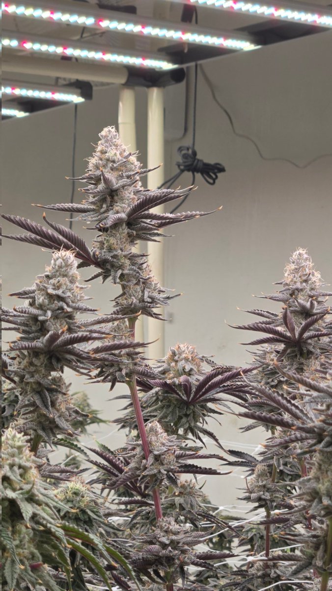 Samurai_Grow tweet media