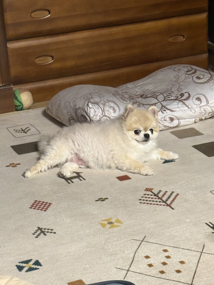 ベルギム tweet media