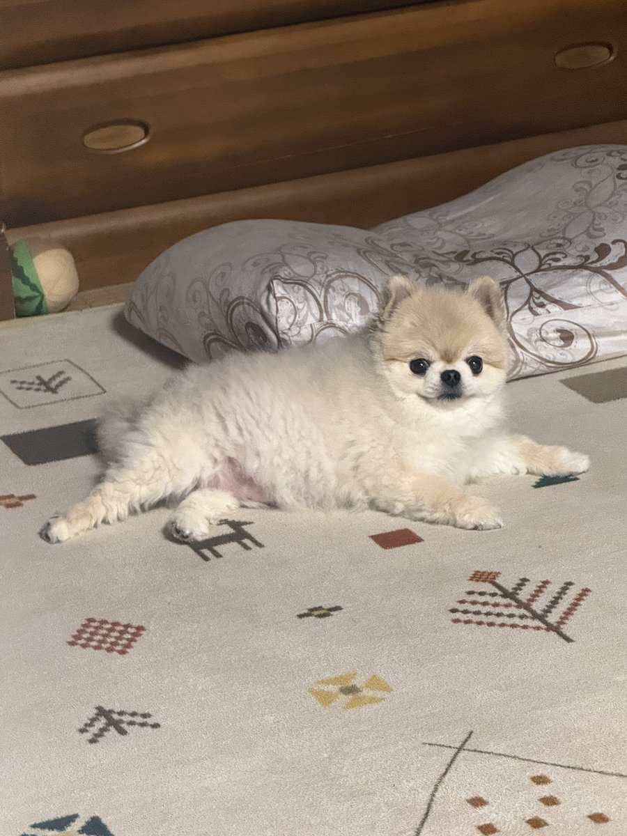 ベルギム tweet media