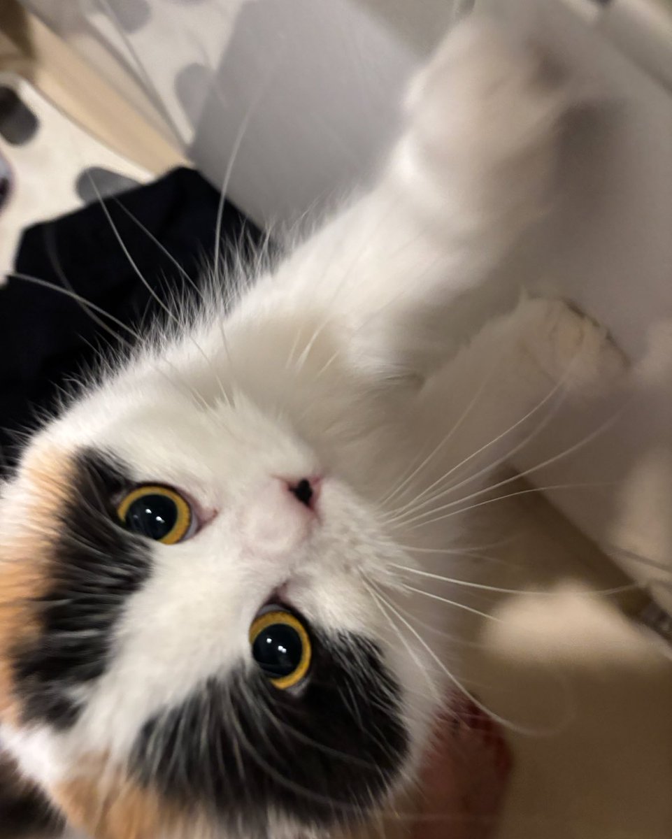 キムチ母‼️ tweet media