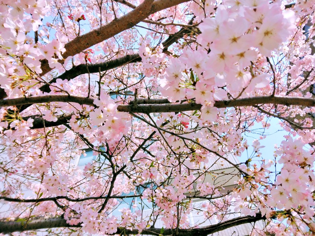 こっこ☆ tweet media