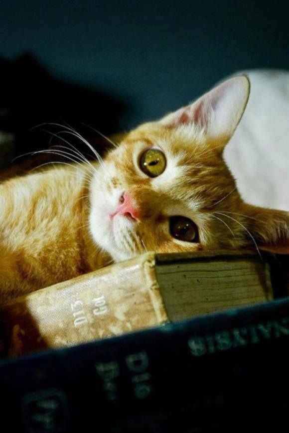 GuernseyJuliet's tweet image. #Caturday 🐈🐱🐈‍⬛

Daydreaming...

#GM #CatLovers 🐱 

@AlessandraCicc6 
@BrindusaB1 
@gherbitz 
@lagatta4739 
@DEOLINDAMA93701 
@Barbaga3Gaetano 
@Alessan52543255 
@GiuseppeTurrisi 
@NadiaZanelli1 
@mniyaya153 
@j_ferris221629 
@karmendida
@annamarylight 
@forbyrita