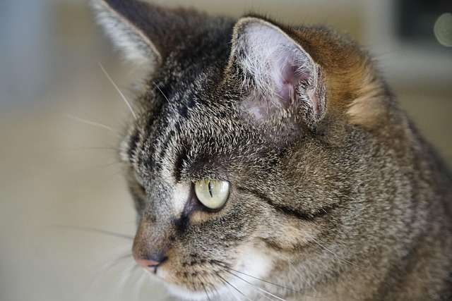 Jamie Thomas tweet media