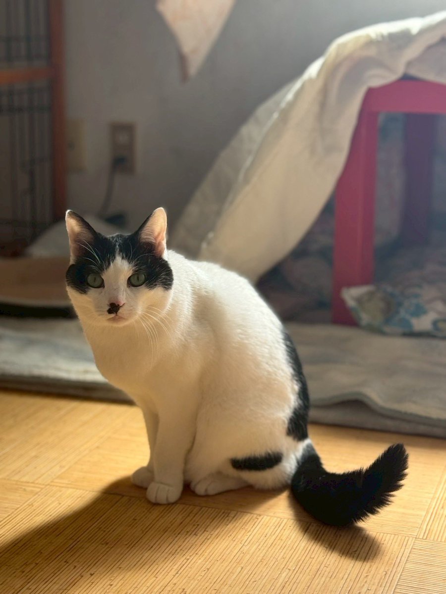 ~252522プロジェクト~ 100匹の猫の里親繋ぎ tweet media