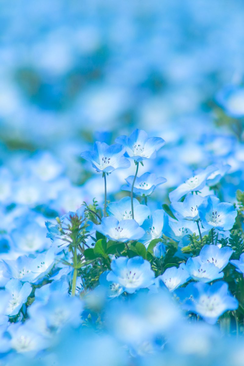 カラフル写真家Ayane.💐 tweet media