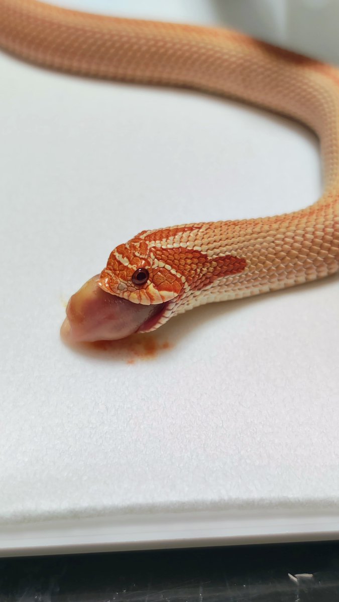 ネコ軍曹R© tweet media