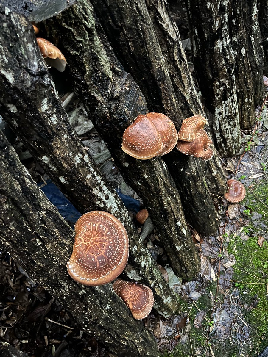 ムク（……） tweet media