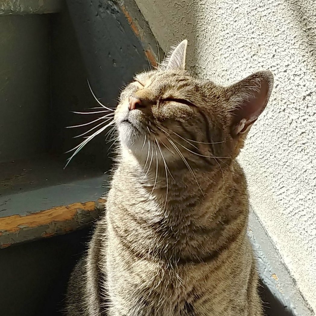 omar as cats 🐈⬛ tweet media