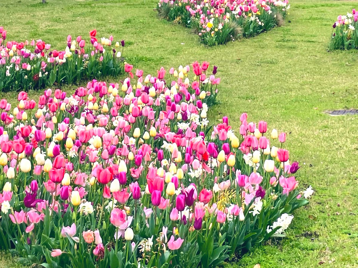 michi🌼いいかげん原稿やる🐝 tweet media