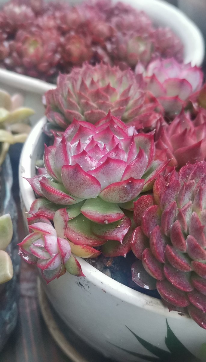 ahmed zeki tweet media