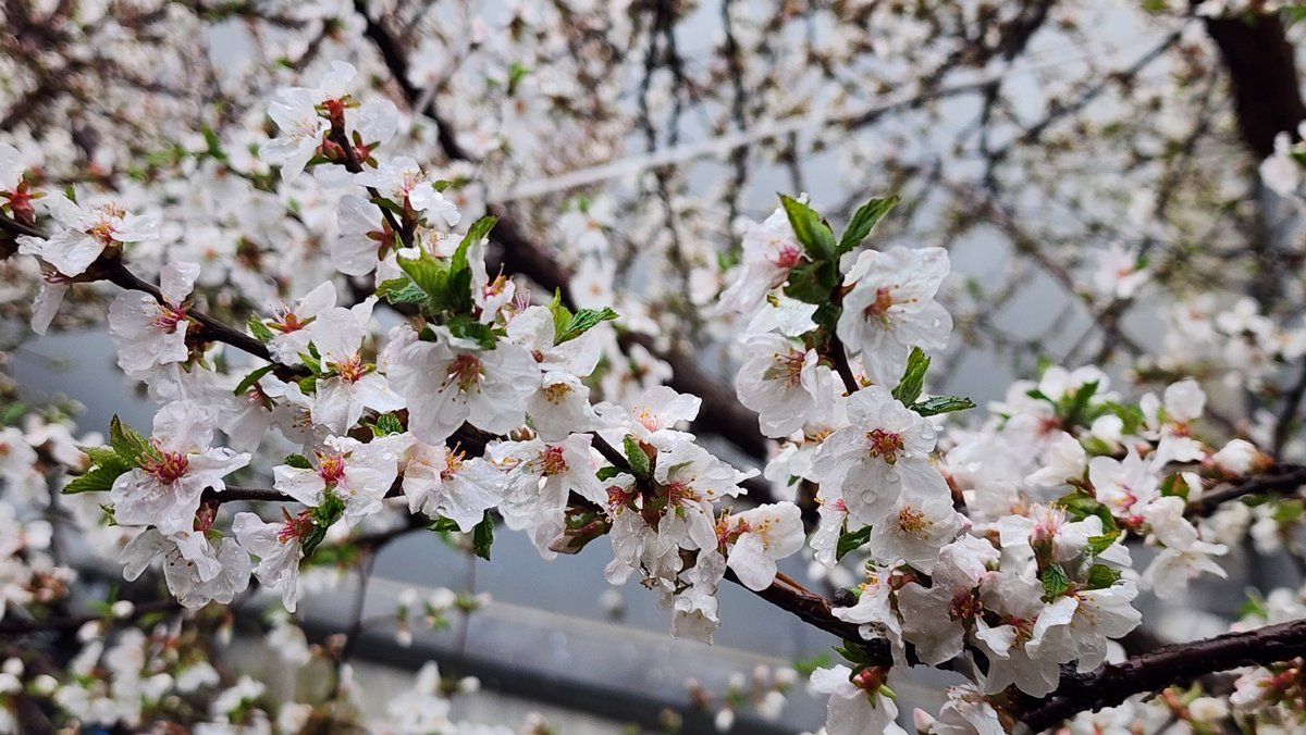 🎗🐬淵畵公🐬🎗 tweet media