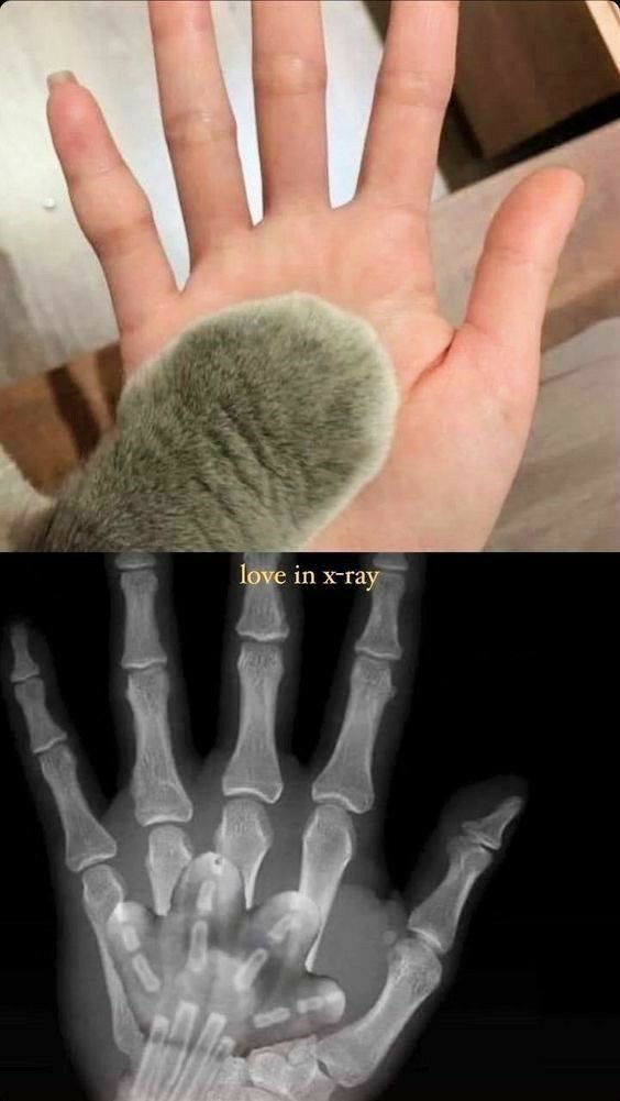 No Cats No Life tweet media