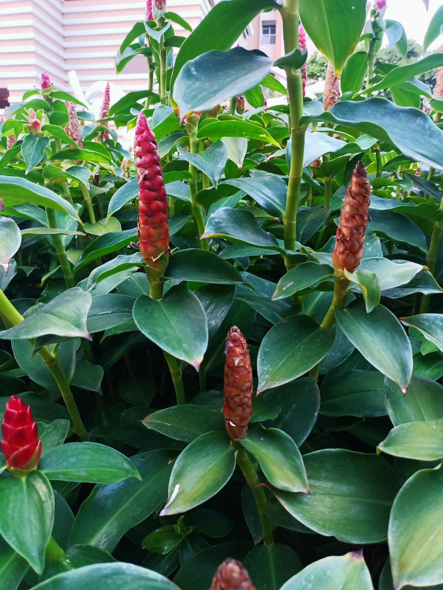 แมวเป็นสัตว์กินเนื้อ tweet media