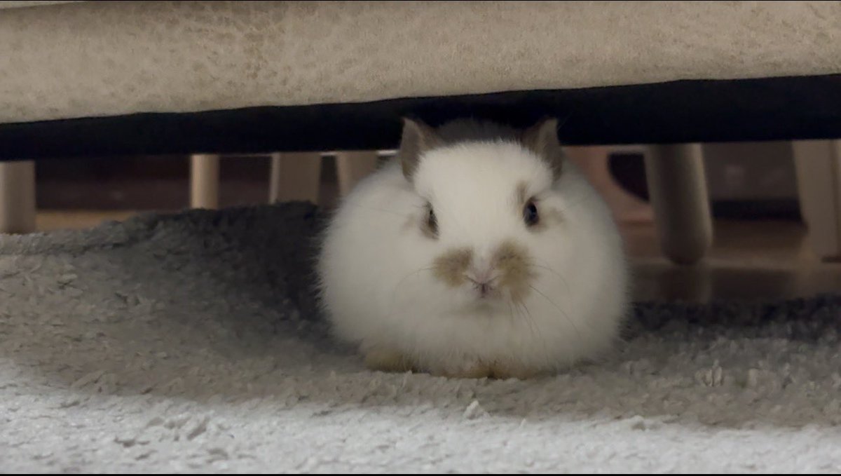 しぐれ tweet media