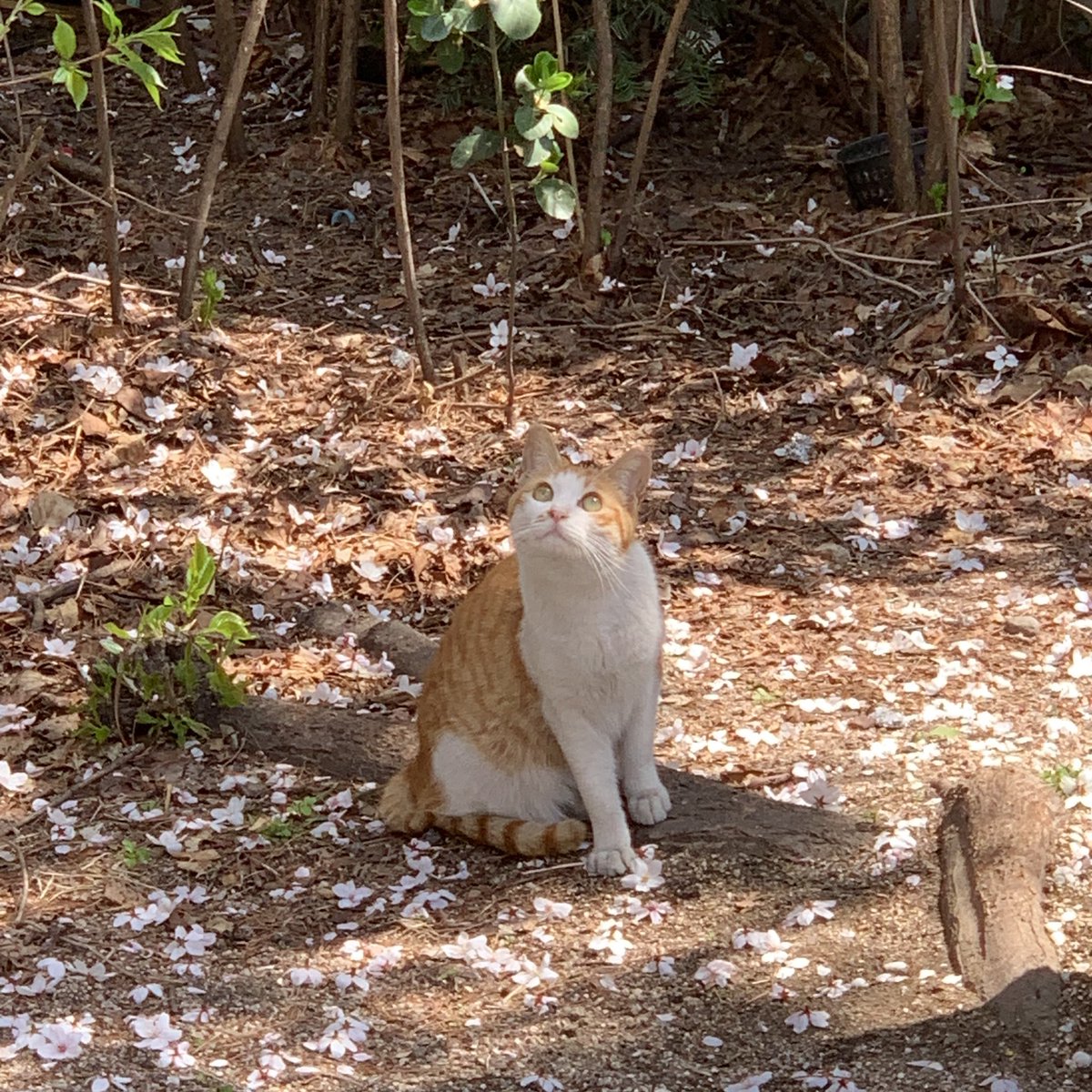 9oo1ne's tweet photo. =^••^= https://t.co/nCM0GKtiDs