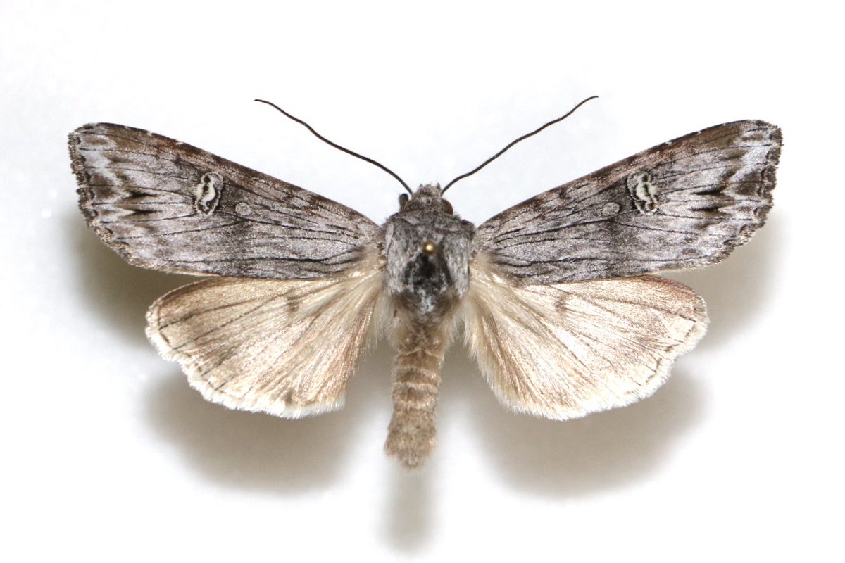 むしむしたけ tweet media