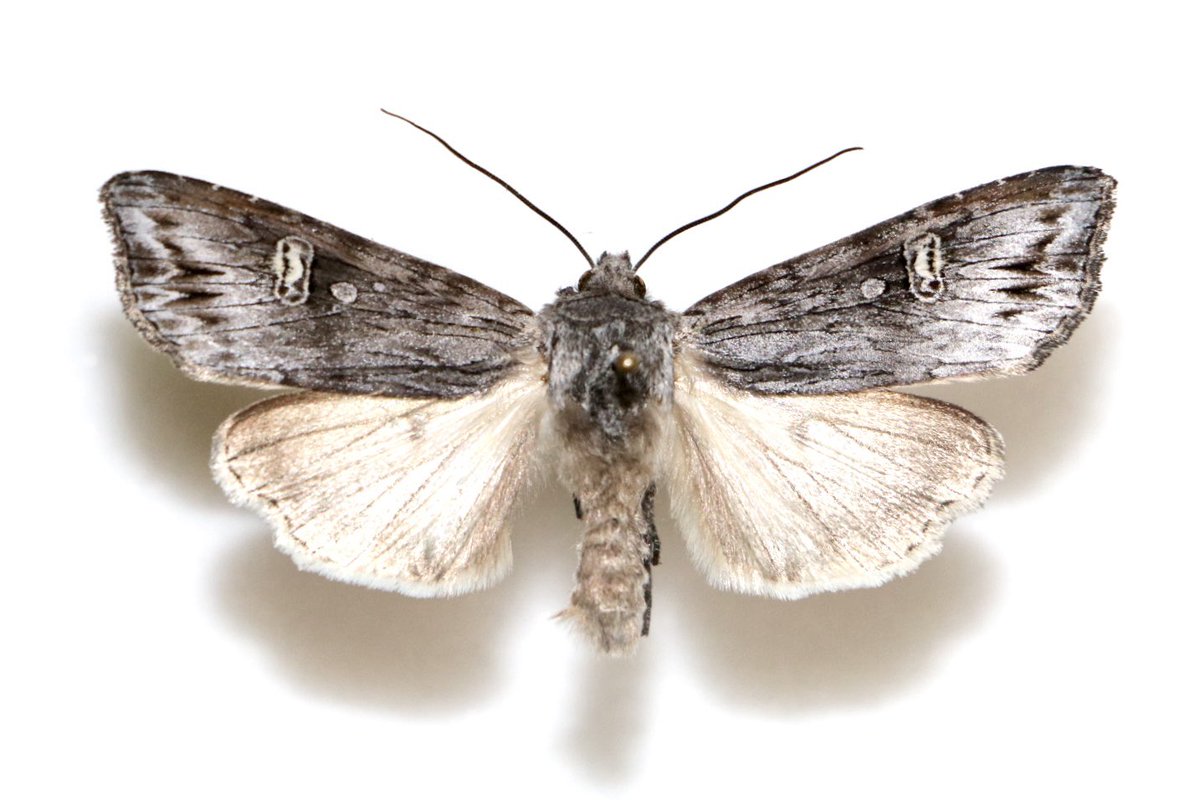 むしむしたけ tweet media