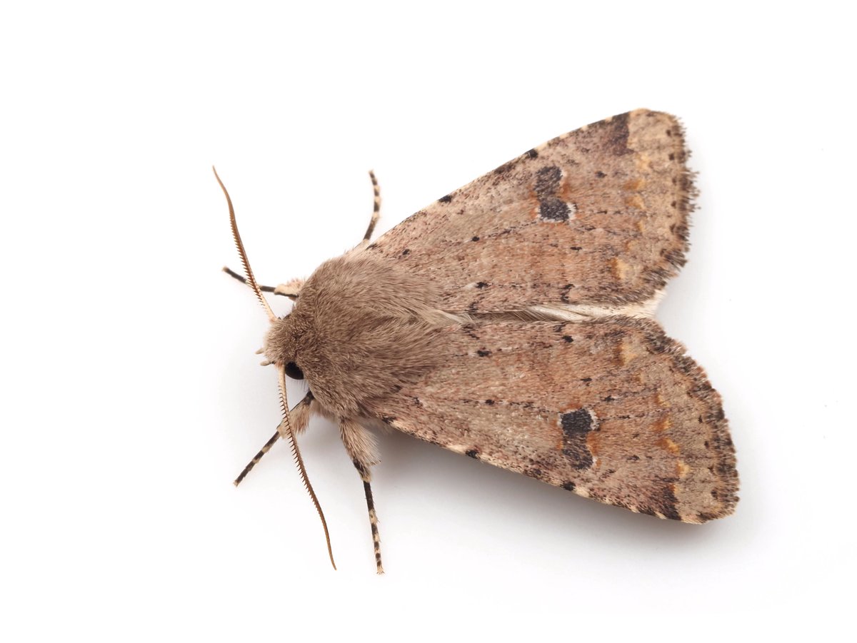 アトジロキリガ Dioszeghyana mirabilis
2026.4.30 神奈川県

ちゃんと白バック撮れたのは初めてなので嬉しい。鮮度もよし。