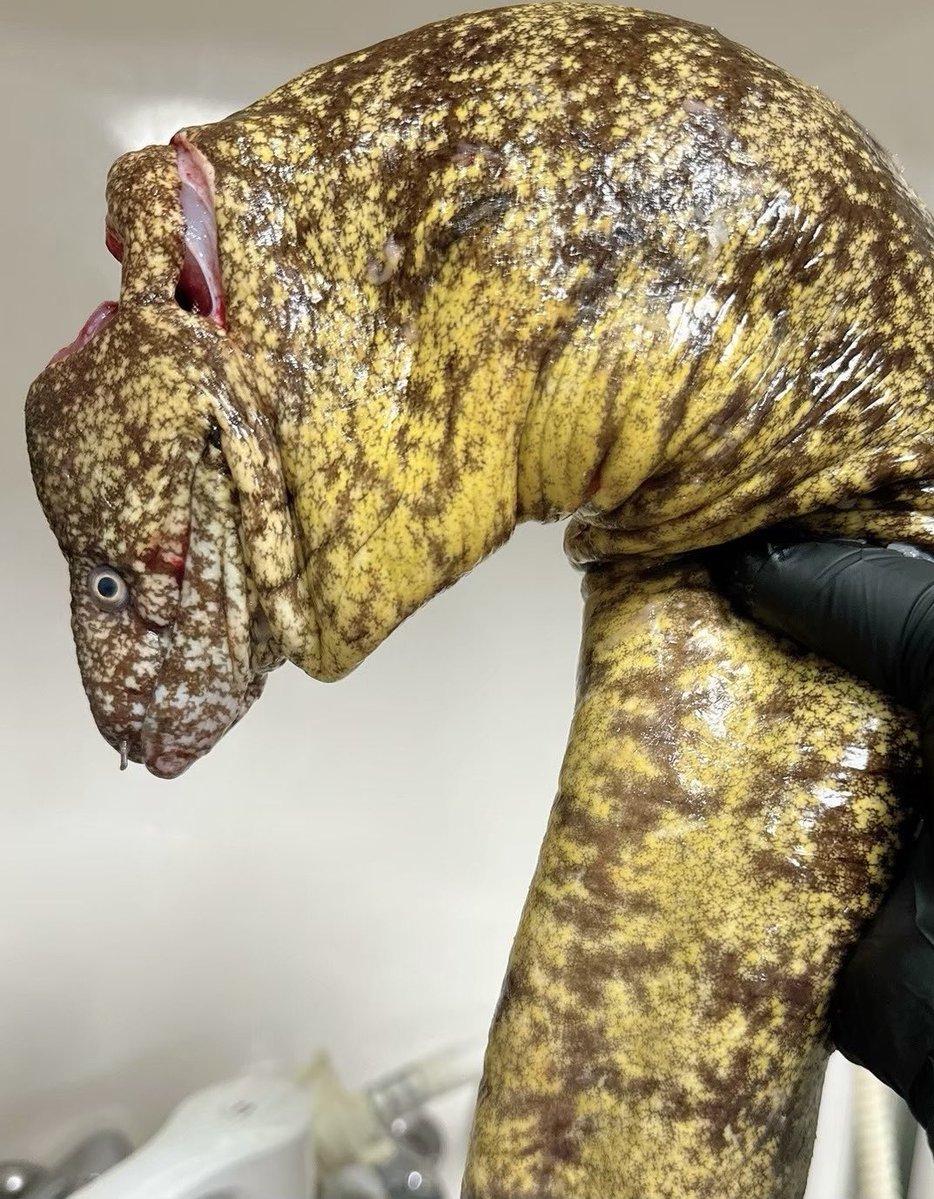 【黒毛和牛V】霜降いちぼ🐃❤️🔥@Vtuber界の希少部位(V) tweet media