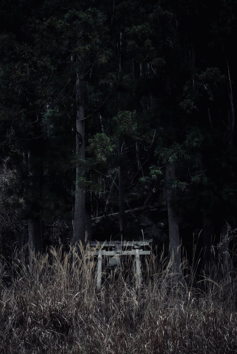 しどろ tweet media