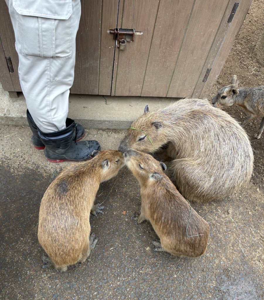 カピバラの僕(しもべ) tweet media