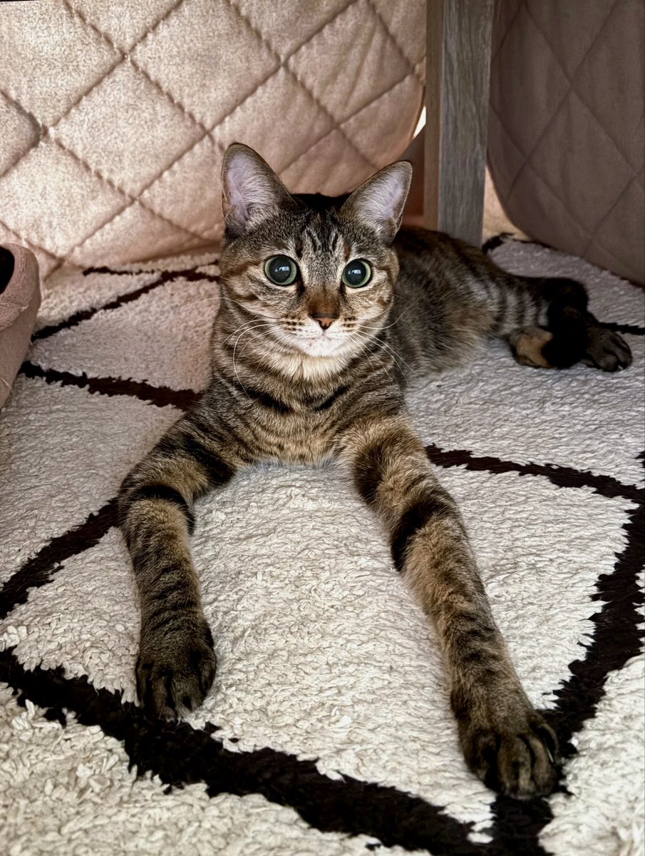 𝘮𝘦𝘳𝘶 ⋆⁎ tweet media