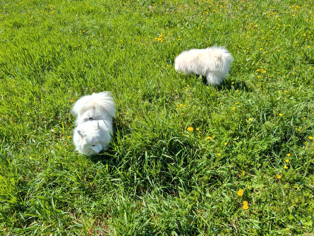 Aku a enfin rencontré un autre Spitz Japonais.