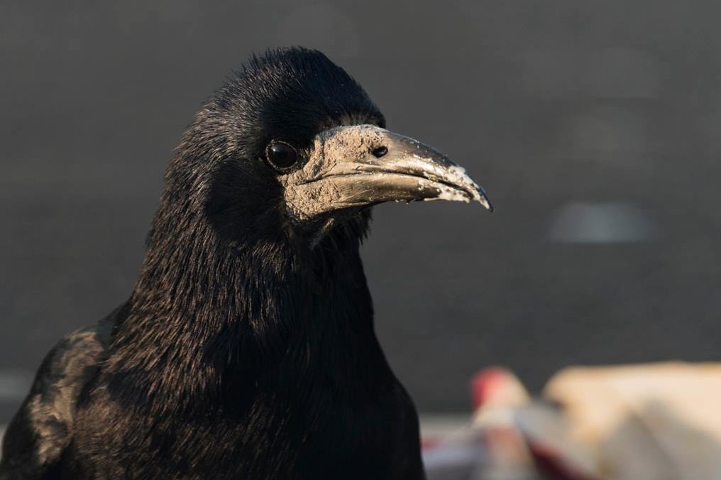 Richard Bowler tweet media