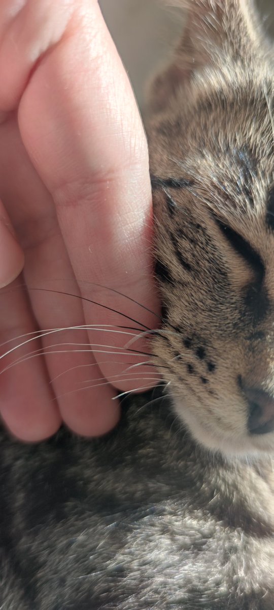 Хурма tweet media