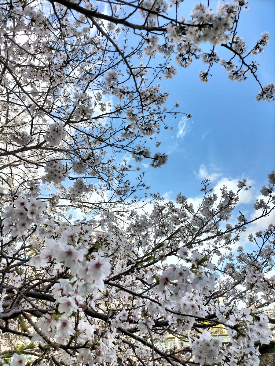 サラ・カイリイ tweet media