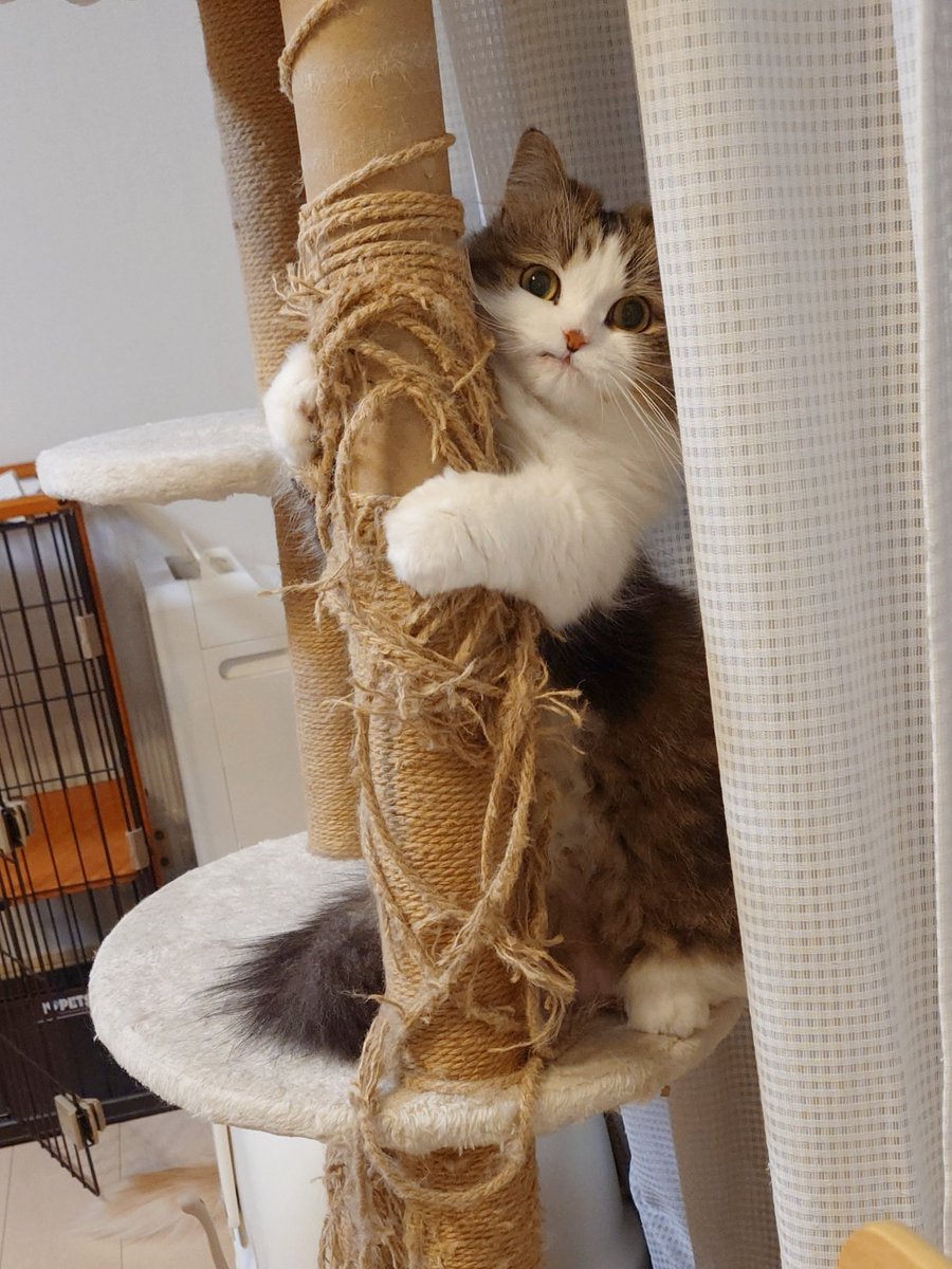 にゃあ tweet media