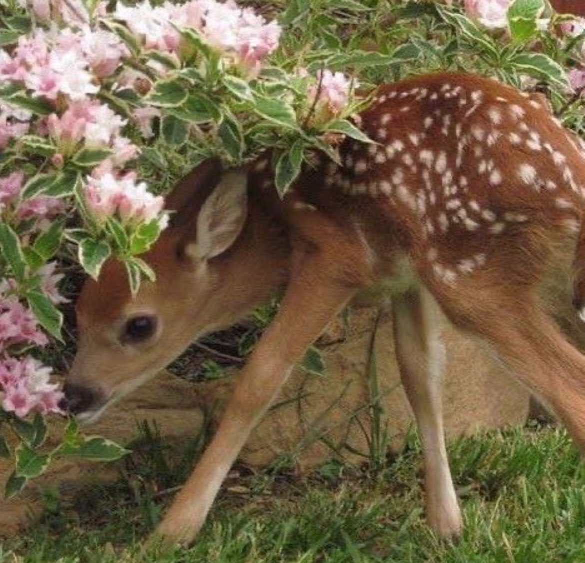 noni ⊹ ࣪ ˖ tweet media