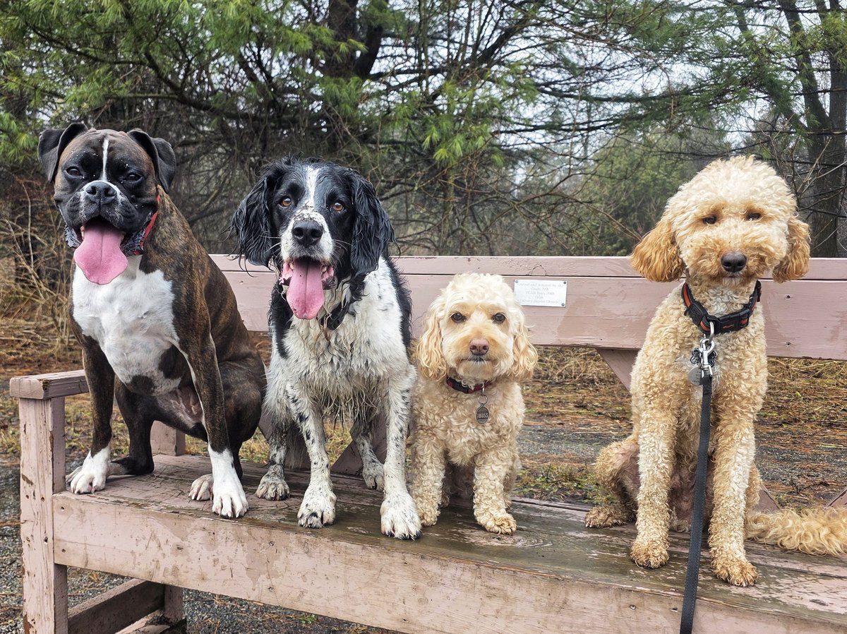 WalkinDogwalk's tweet photo. Happy long #Easterweekend from our fabulous #posingpups !
🐰🩵❤️🩷🐾🐕🐶🐾🩷❤️🩵🐰
#HappyEaster #socialSaturday #walkinthedog https://t.co/A8n8BiG3lK
