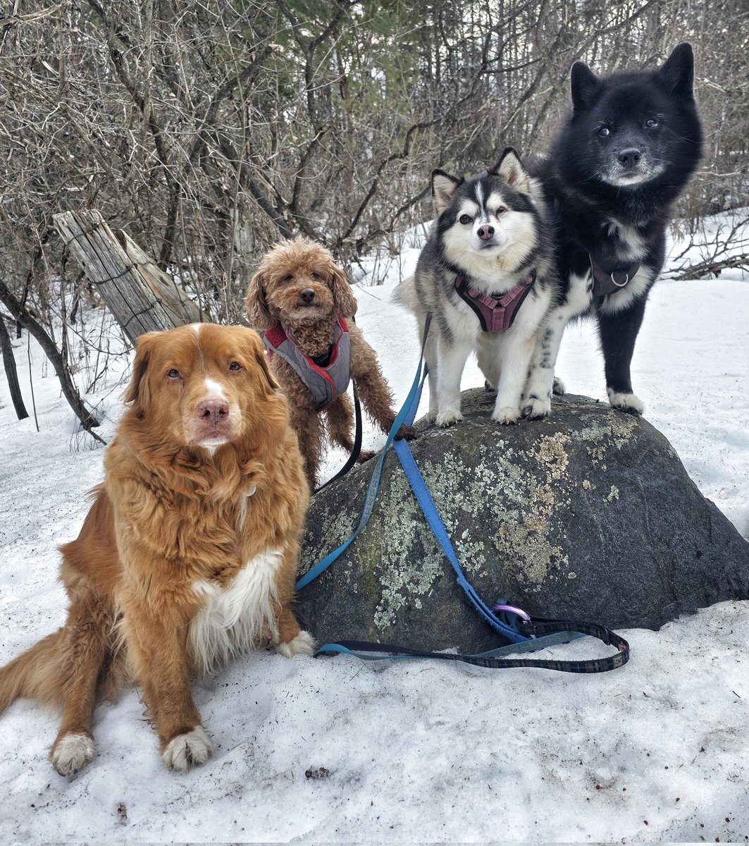 WalkinDogwalk's tweet photo. Happy long #Easterweekend from our fabulous #posingpups !
🐰🩵❤️🩷🐾🐕🐶🐾🩷❤️🩵🐰
#HappyEaster #socialSaturday #walkinthedog https://t.co/A8n8BiG3lK