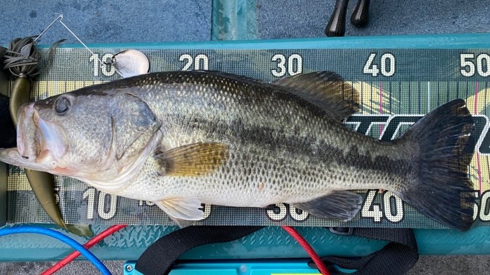 釣船小川亭@相模湖 tweet media