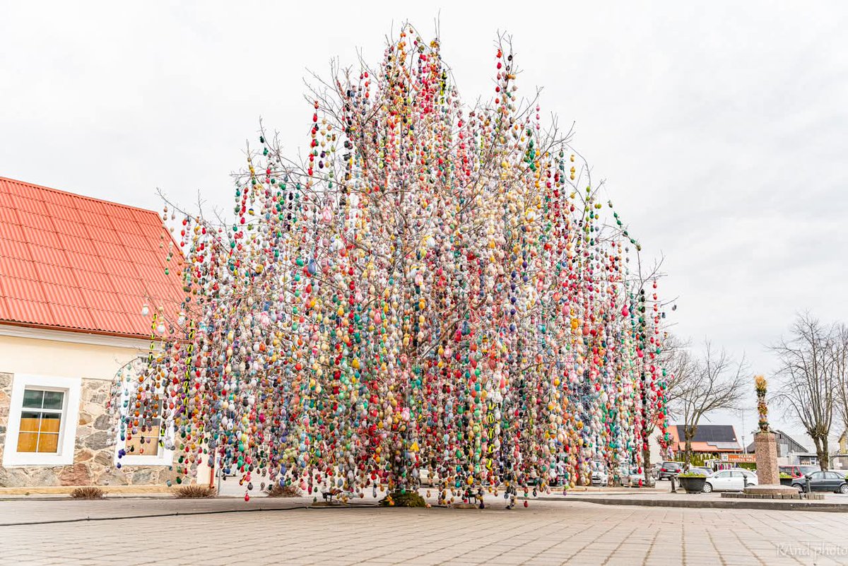 Vilma Dambrauskienė tweet media