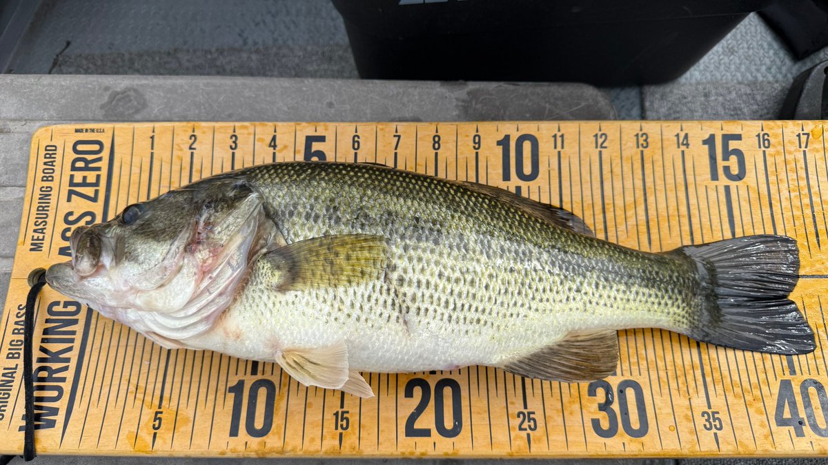 釣船小川亭@相模湖 tweet media