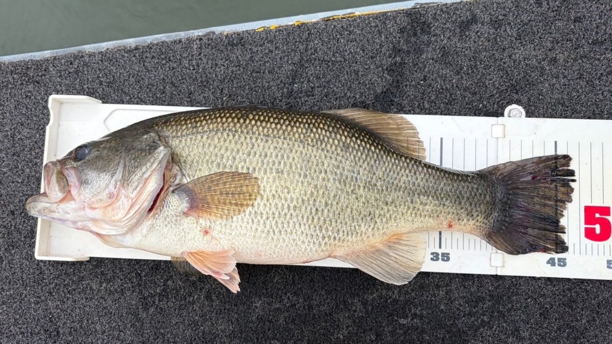 釣船小川亭@相模湖 tweet media