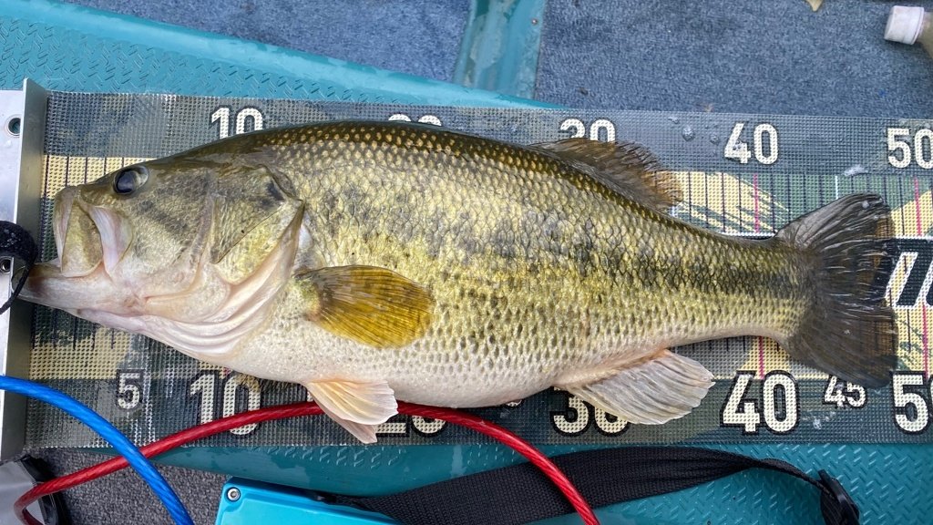 釣船小川亭@相模湖 tweet media