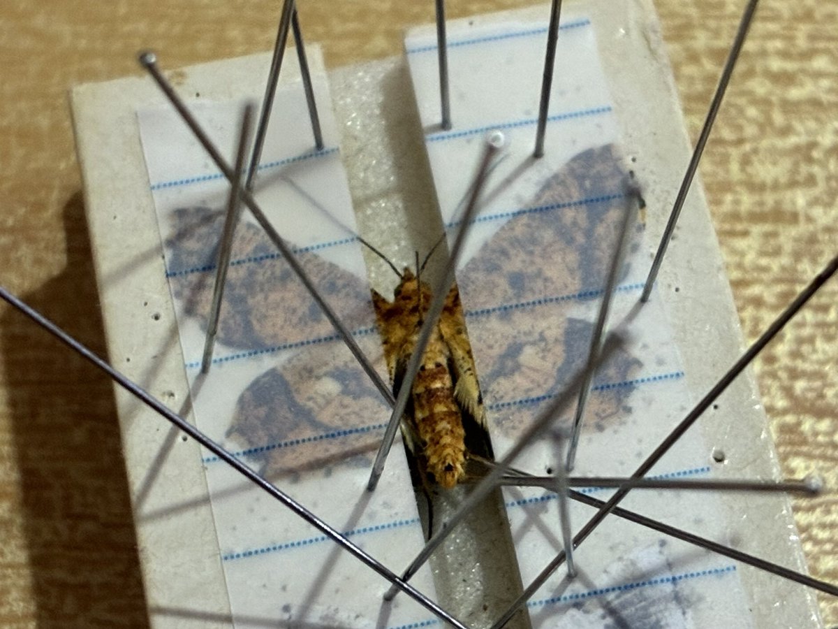 猿ちゃん tweet media