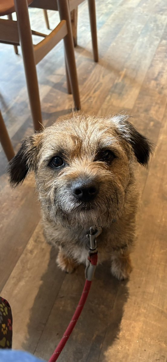 Sir Wilbur (CBE) ๐๐ถ tweet media