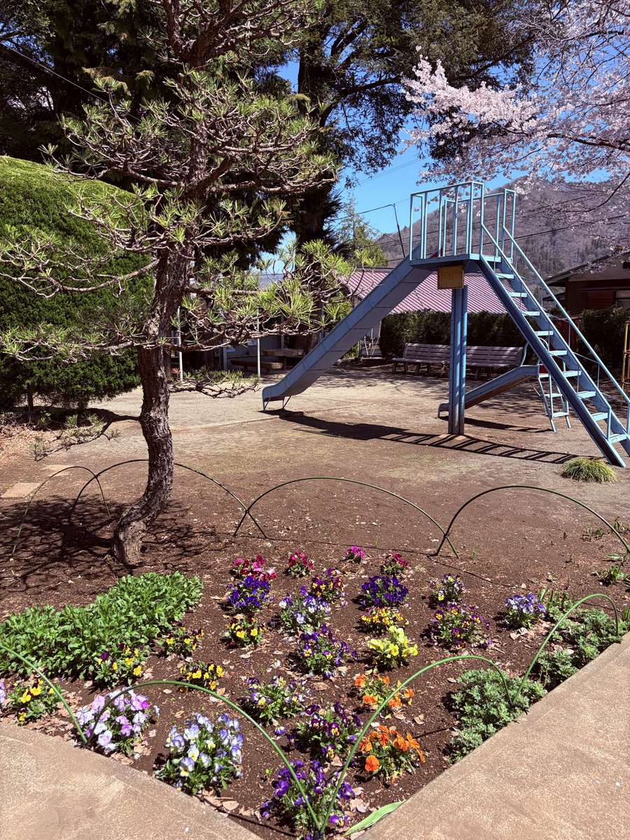 ogata1986's tweet photo. 尾県郷土資料館で
　歴史と季節を感じて下さい‼️

前庭は、
　桜が満開です。

尾県郷土資料館協力会の皆さんの
協力で庭が綺麗に保たれています‼️ https://t.co/mbko4ud7gQ