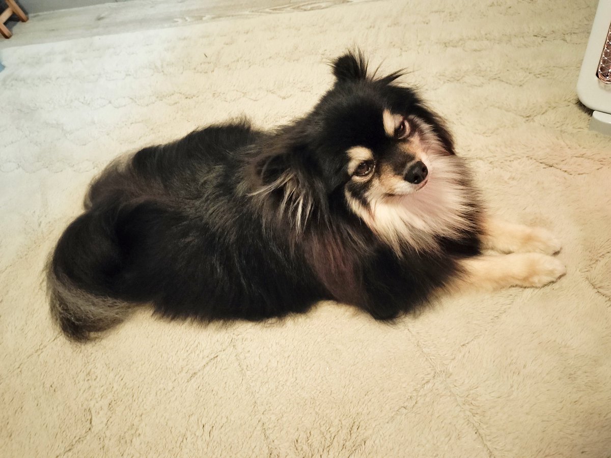いときち🐶愛棒はポメラニアン tweet media