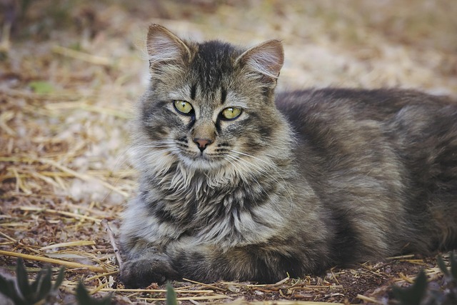 Caleb Souza tweet media