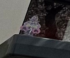 明智あんな【凛紗】(ﾘｰｼｬ) tweet media