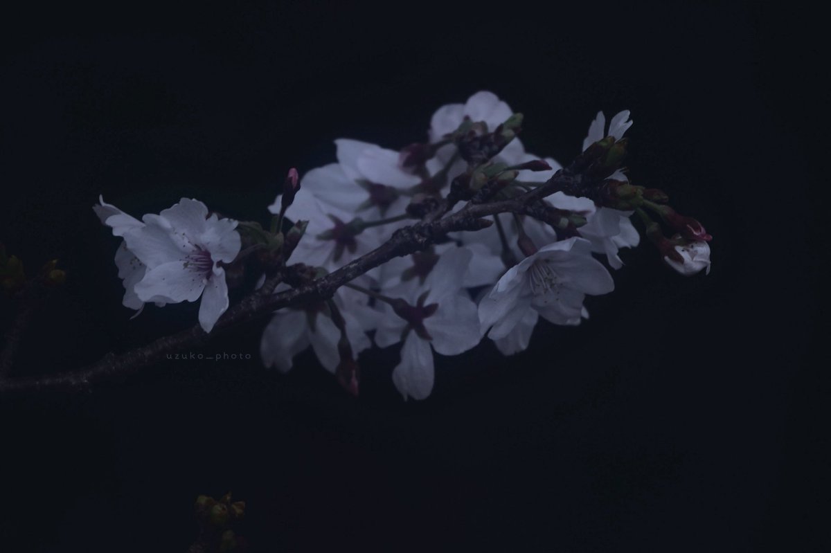 うずこ/𝚄𝚣𝚞𝚔𝚘 tweet media